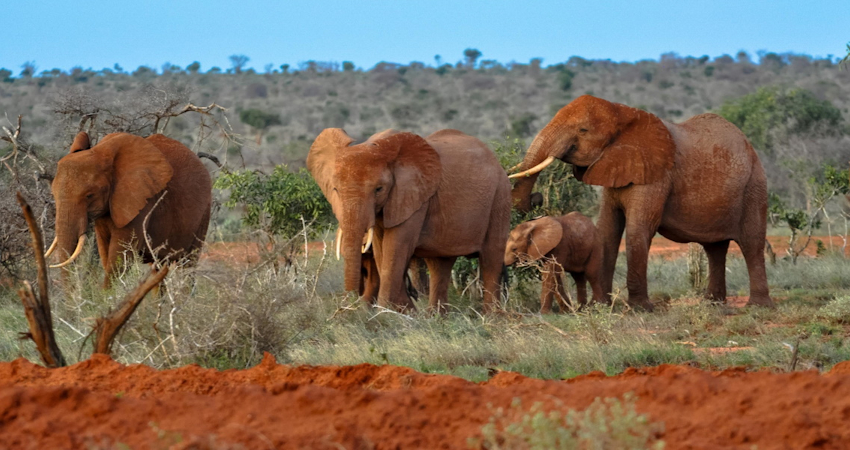 Elephants at Tsavo East National Park